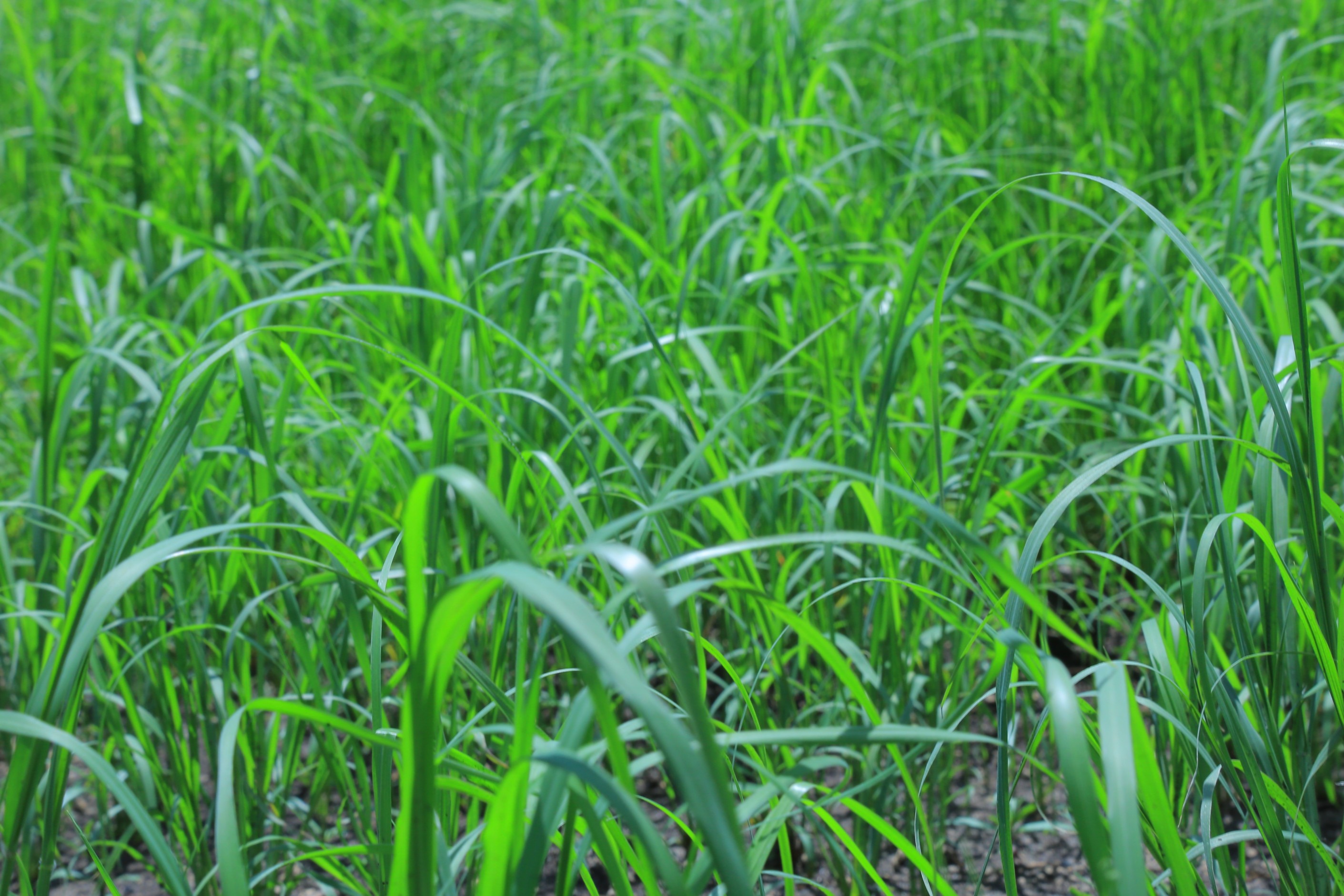 Nutrient Management Practices for Good Teff: Nitrogen